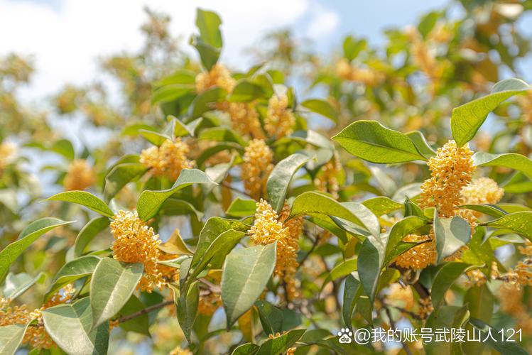华阳桂花园
