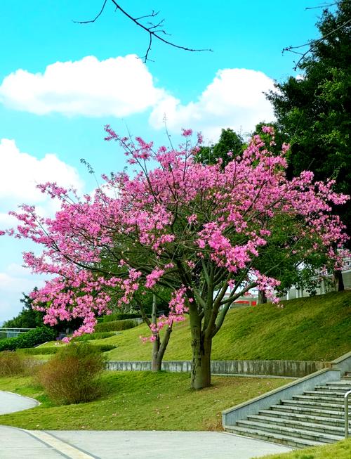 从化青云花园