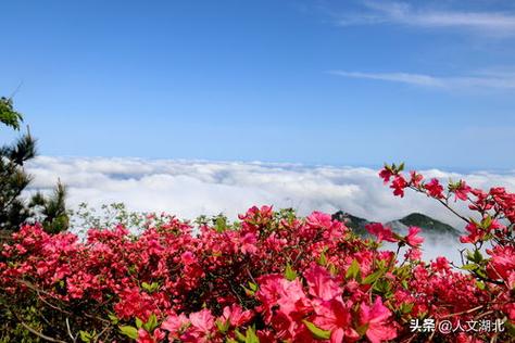湖北紫薇花园