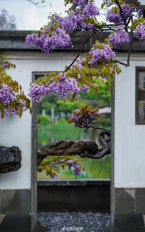 苏州紫藤花园
