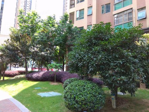 恒大常青花园是辐射区