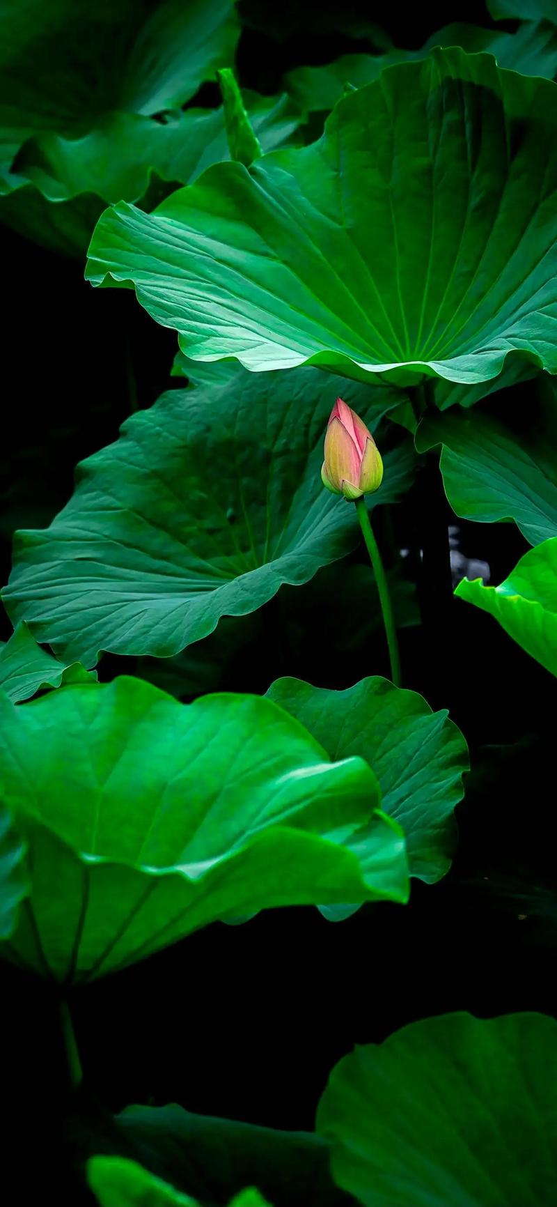 徐望镇荷花园怎么走