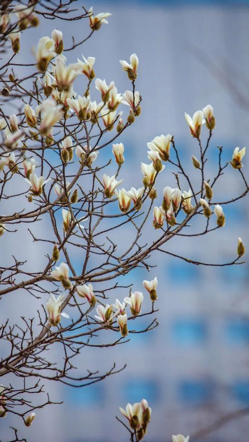 济南高新区玉兰花园