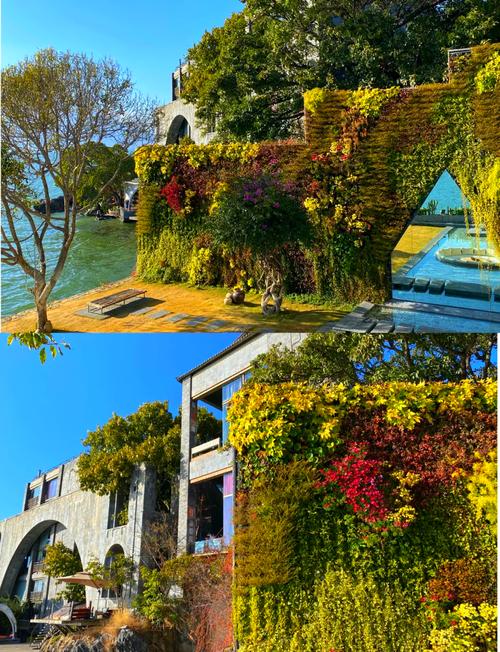 杨丽萍家的花园图片