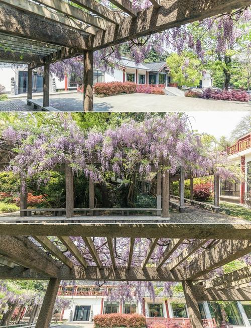 南京爱达花园紫藤园