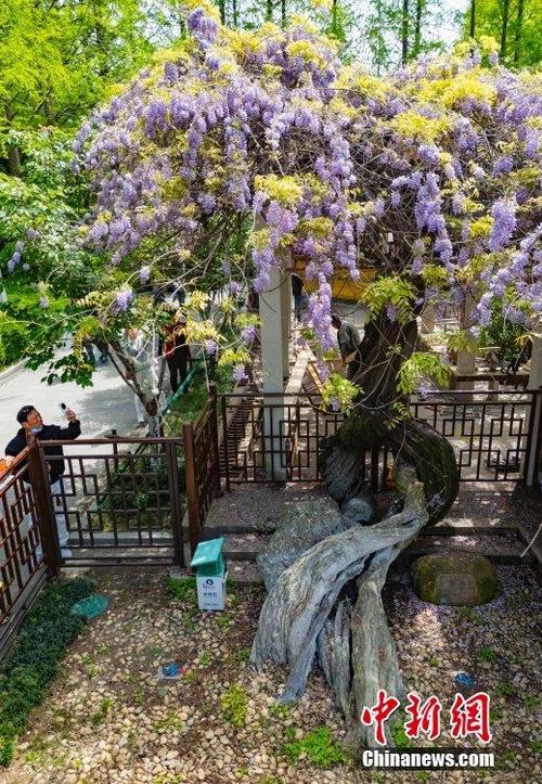 南京爱达花园紫藤园