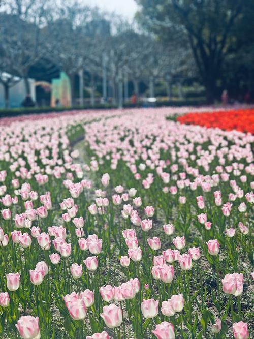 郁金香花园广场
