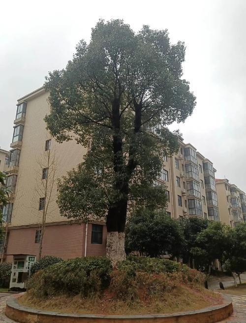 樟树香格里拉花园