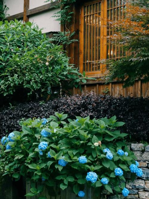 夏天花园的景象