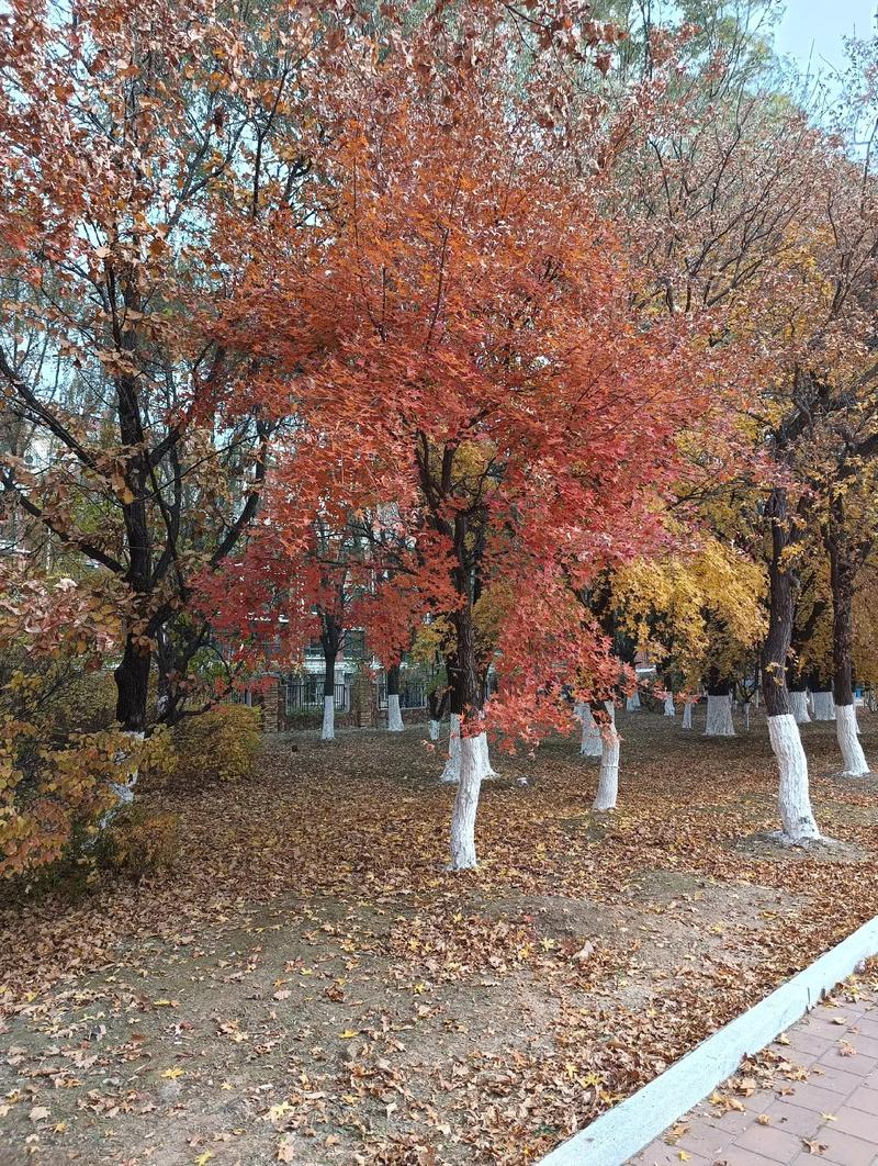 苏州香格里拉花园