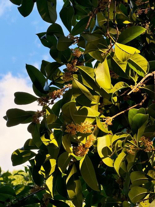 绍兴稽山桂花园