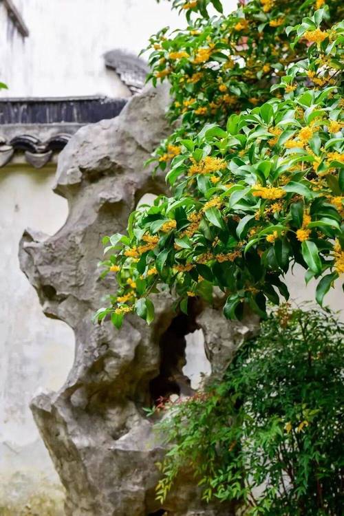 绍兴稽山桂花园
