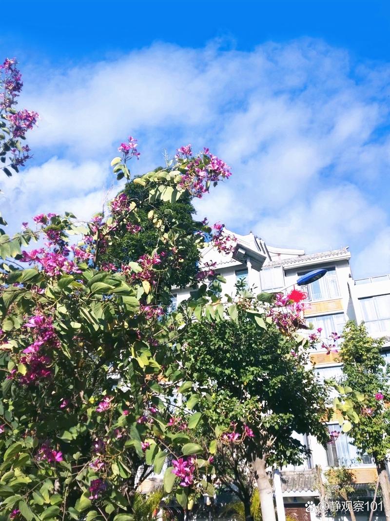 米易歧黄养生大院楼盘