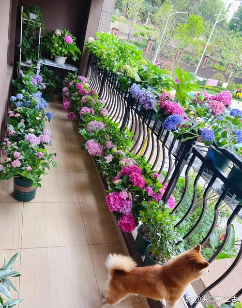 小阳台变花园