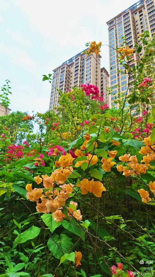 南国春天花园