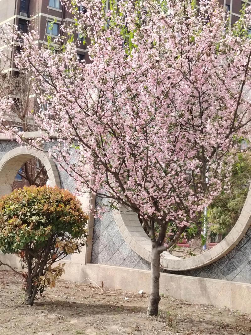 徐州棠张新楼盘