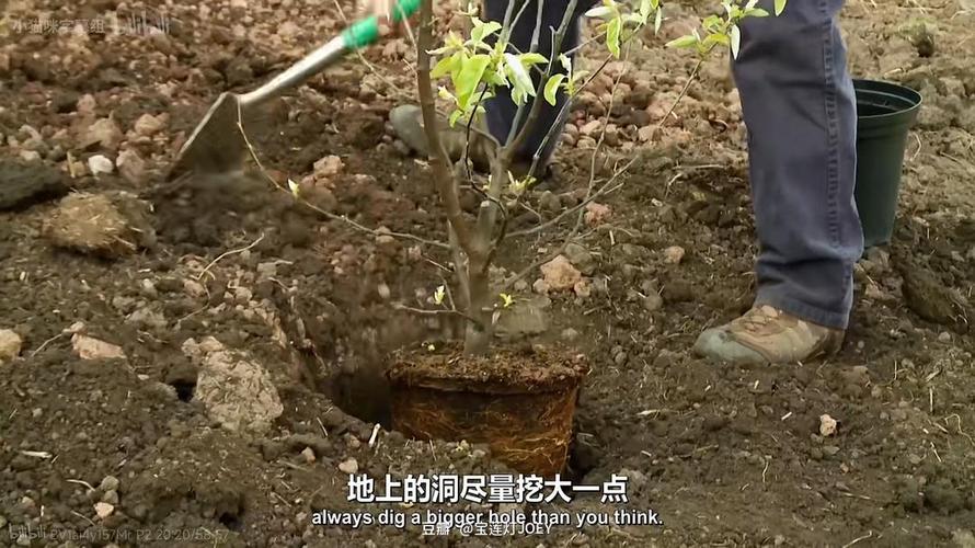 小花园大梦想第二季