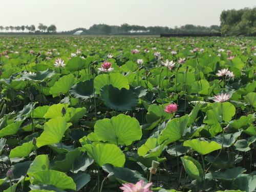 东丽湖荷花园