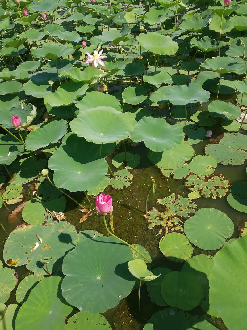 东丽湖荷花园