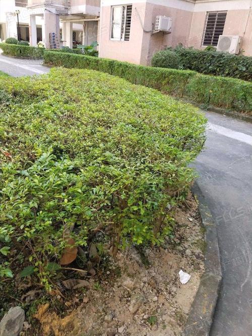 东泰花园丰华苑