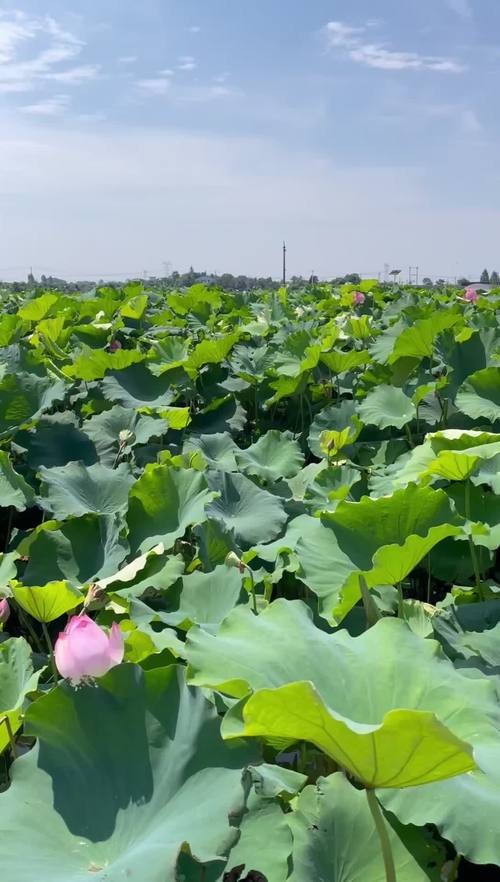 嘉鱼县房价价格表