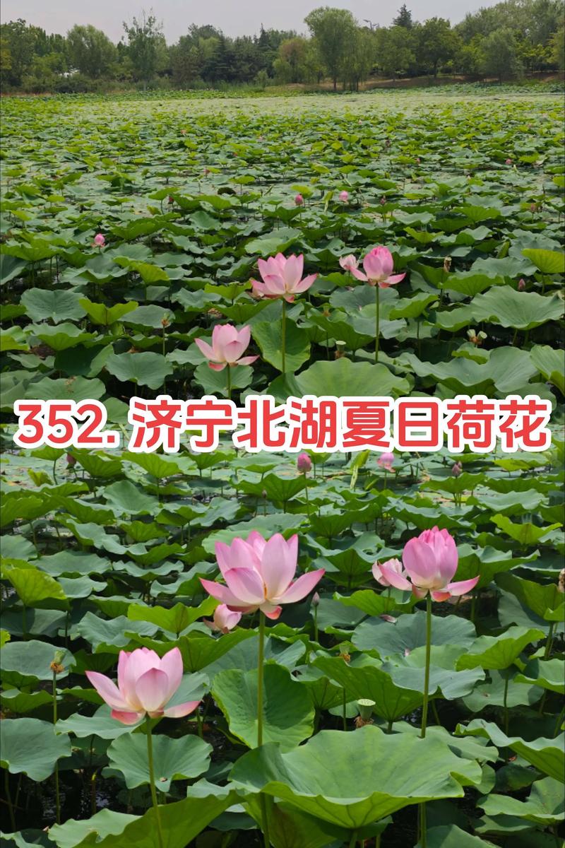 济宁小北湖房价