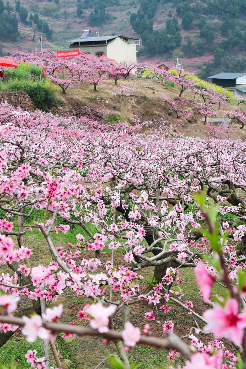 成都桃花园
