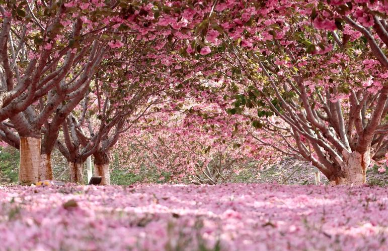 樱花园照片